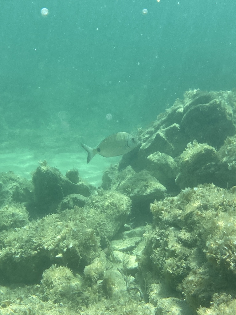 Common Sea Bream (Diplodus sargus) — espèce marine DUNE
