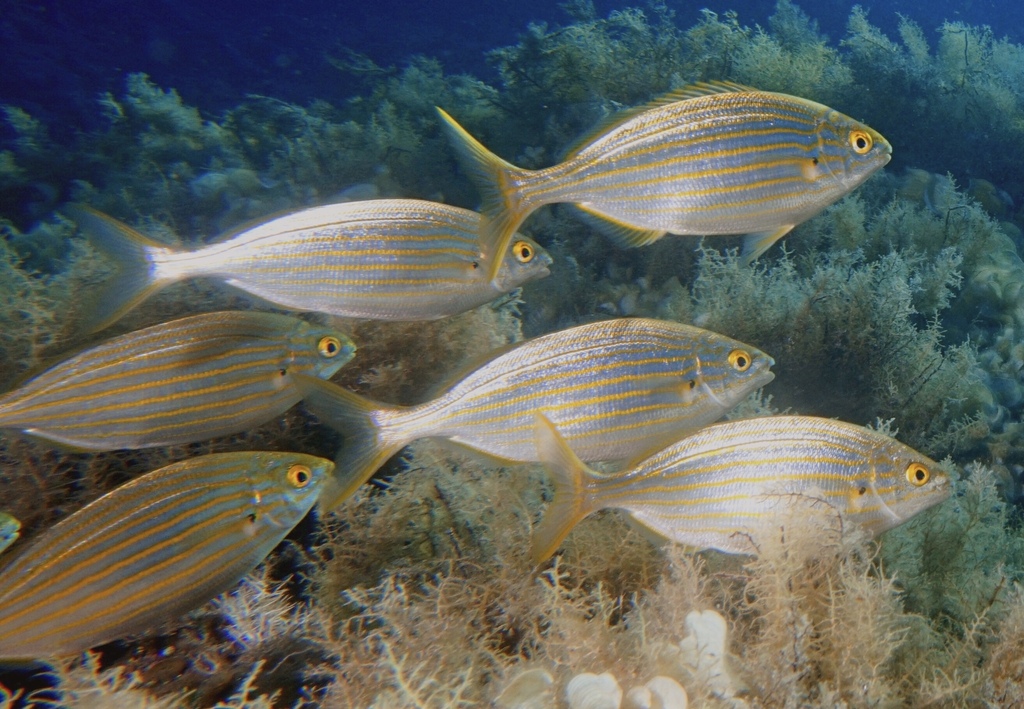 Golden snapper (Sarpa salpa) — espèce marine DUNE