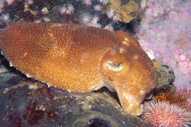 Octopus (Sepia officinalis) — espèce similaire