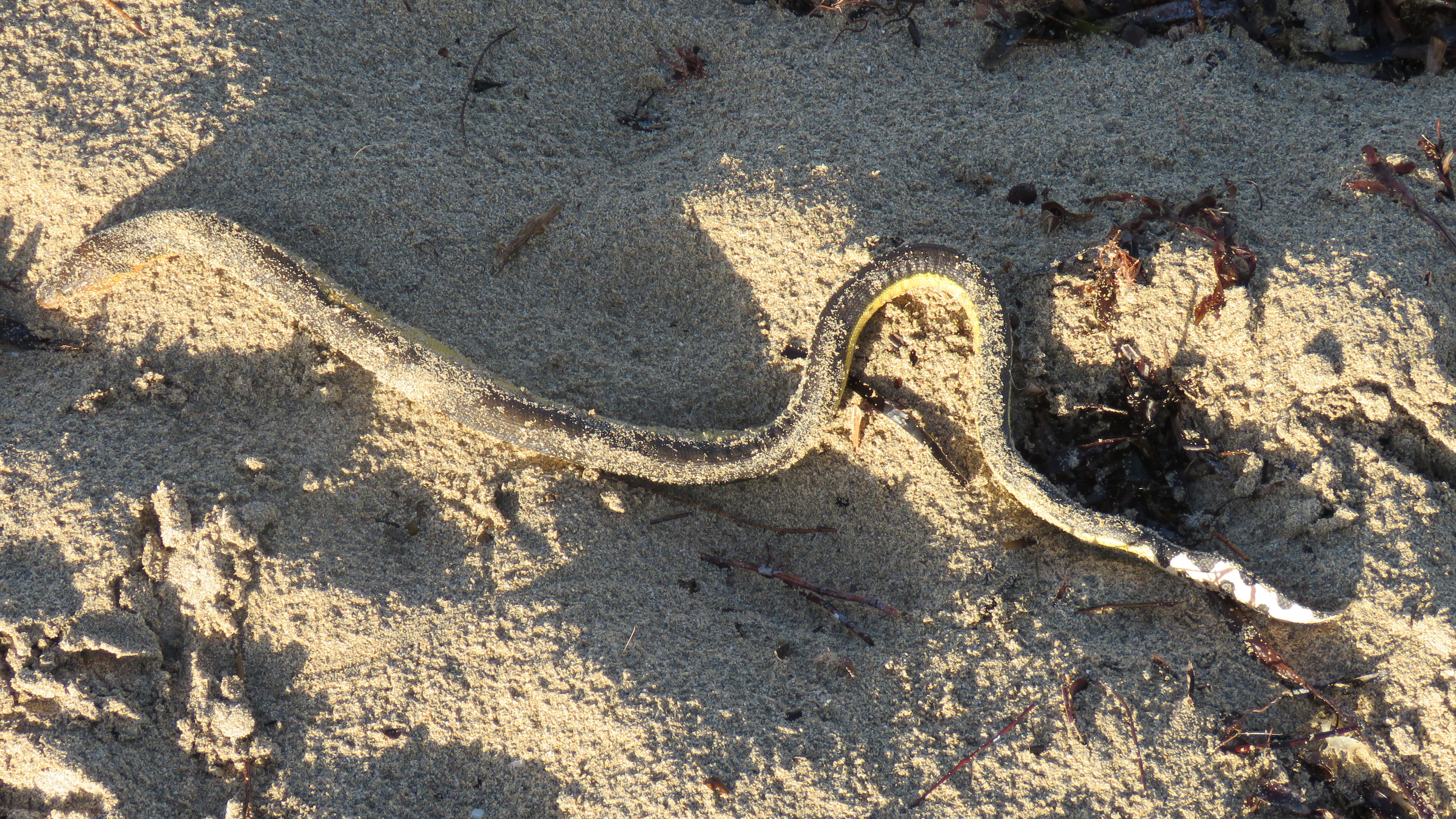 Serpent de mer (Hydrophis platurus) — espèce similaire