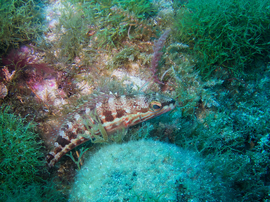 Common Serran (Serranus cabrilla) — espèce marine DUNE
