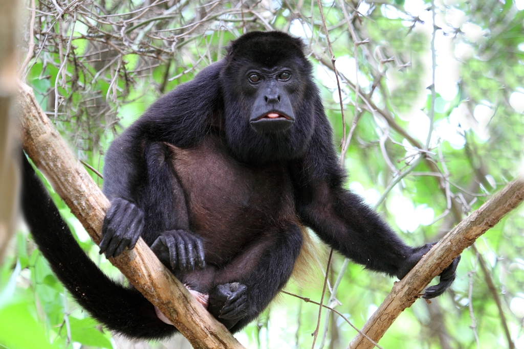 Mexican Howler Monkey (Alouatta palliata) — espèce marine DUNE