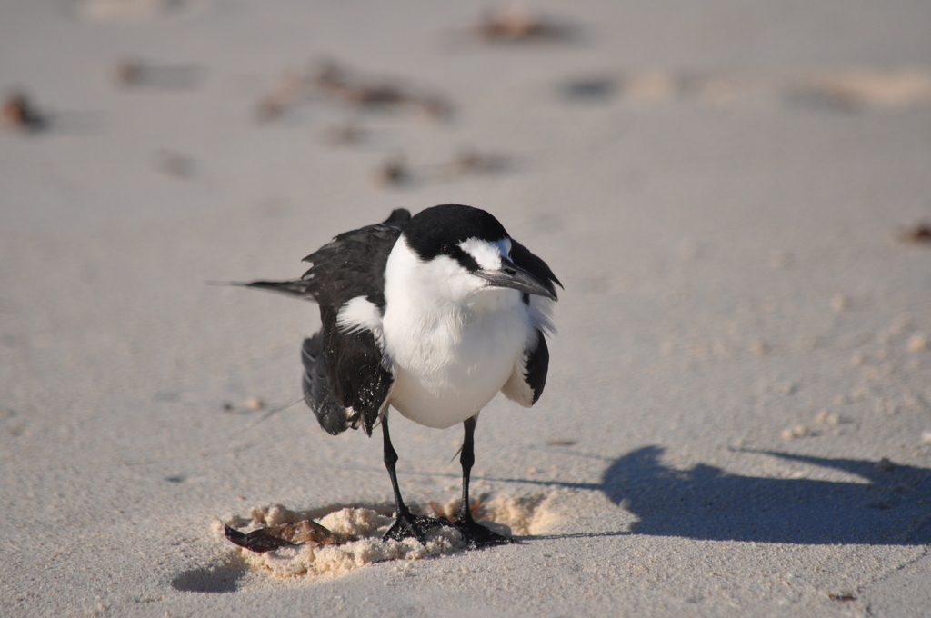 Sooty Tern (Onychoprion fuscatus) — espèce marine DUNE