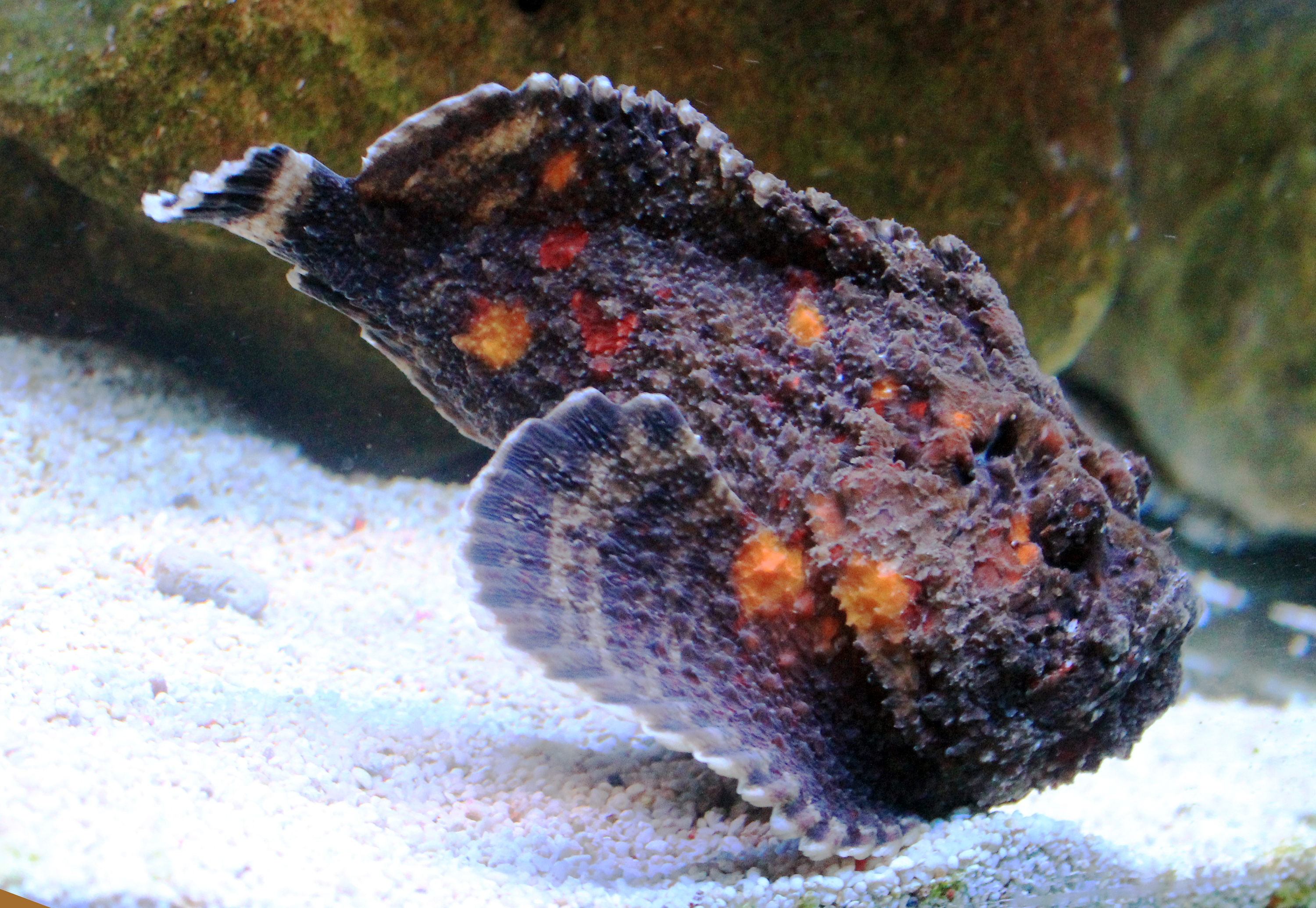 Stonefish (Synanceia verrucosa) — espèce marine DUNE