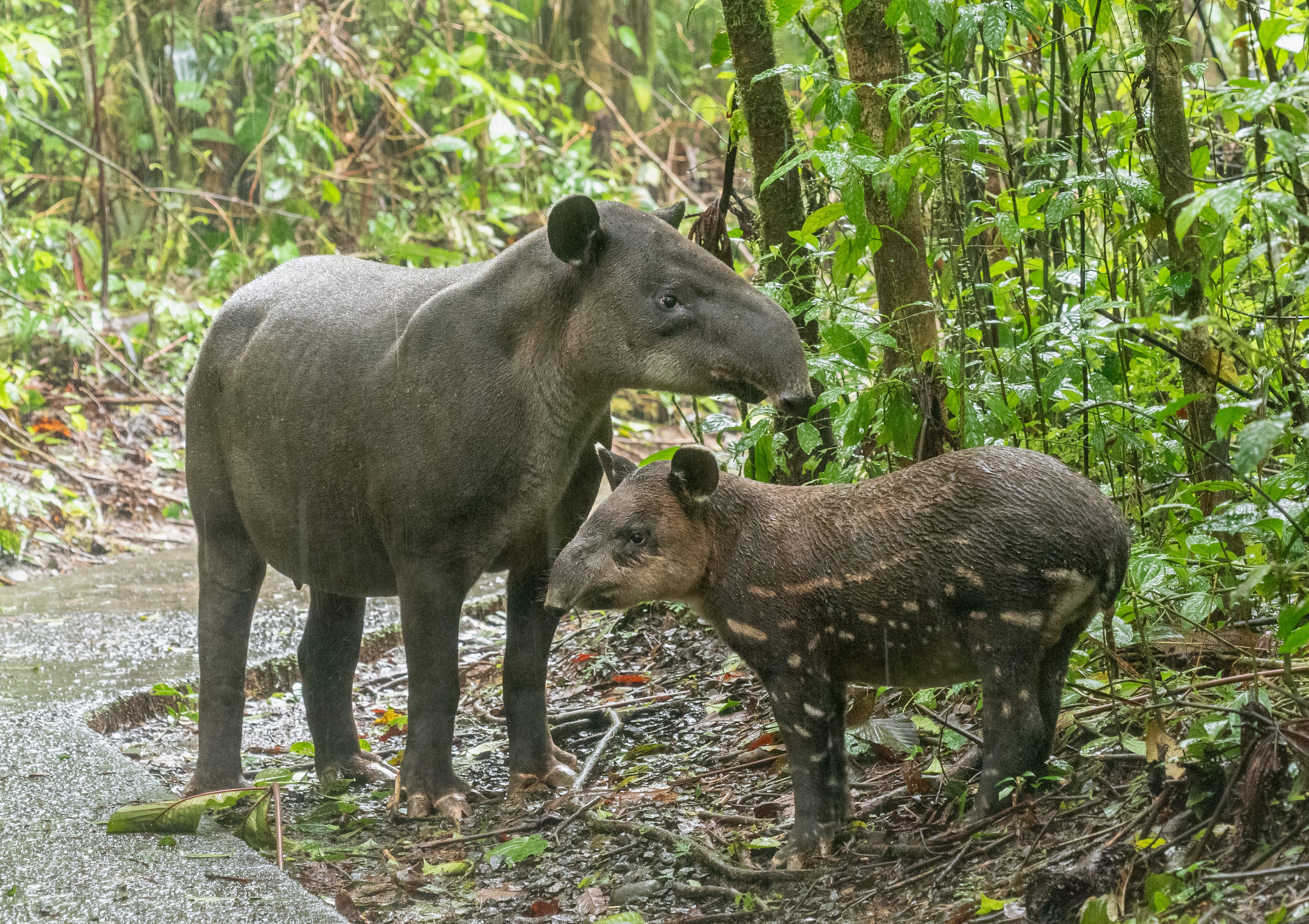 Baird's Tapir (Tapirus bairdii) — espèce marine DUNE