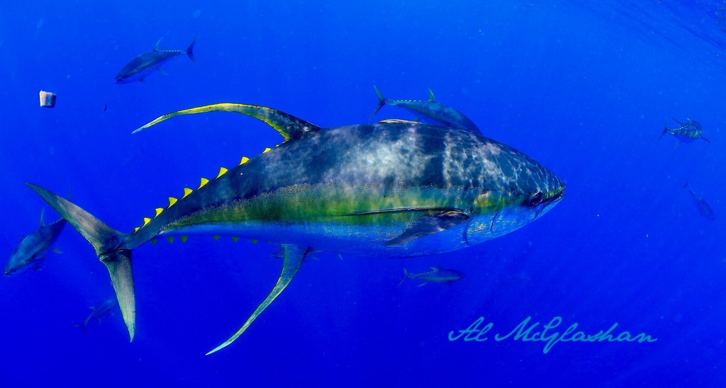 Albacore tuna (Thunnus albacares) — espèce similaire
