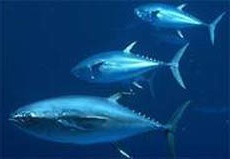 Bluefin tuna (Thunnus thynnus) — espèce marine DUNE