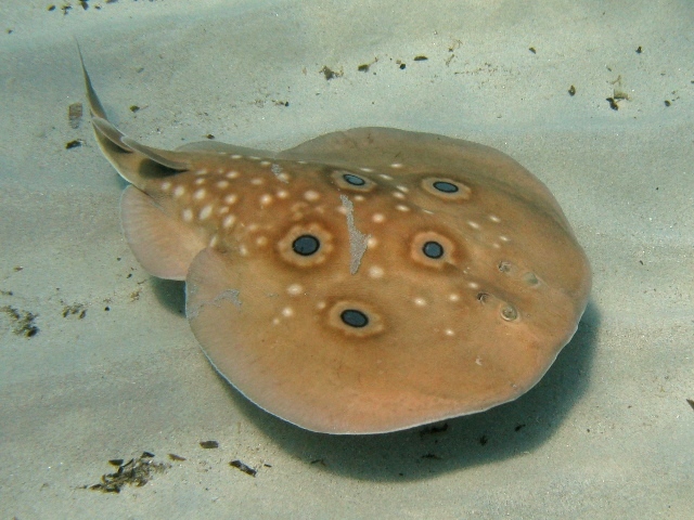 Torpedo maculato (Torpedo torpedo) — espèce marine DUNE