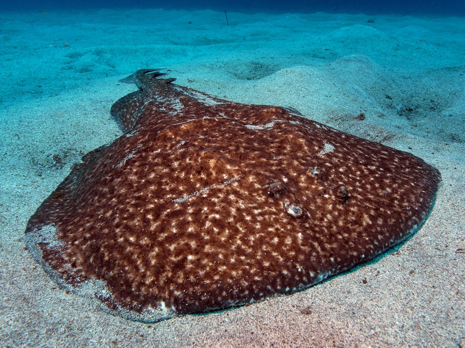 Torpille marbrée (Torpedo marmorata) — espèce similaire
