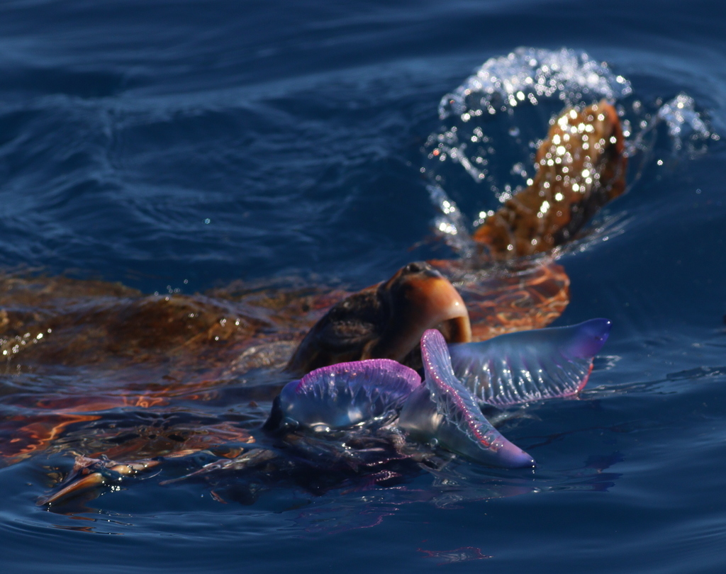 Tortue caouanne (Caretta caretta) — espèce similaire