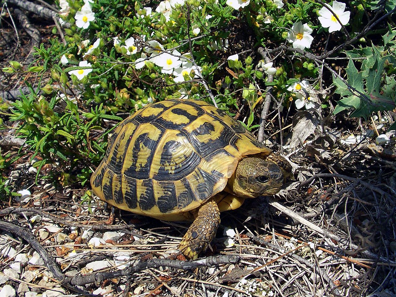 Hermann's Tortoise (Testudo hermanni) — espèce marine DUNE