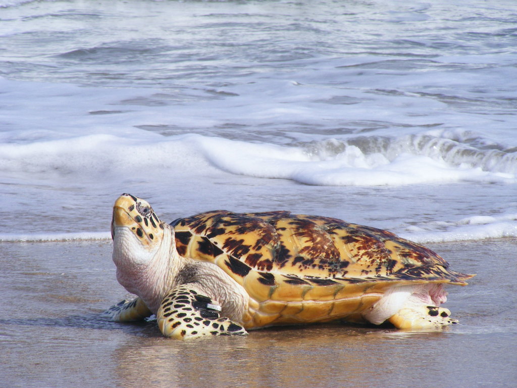 Tortue imbriquée (Eretmochelys imbricata) — espèce similaire