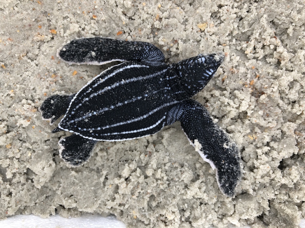 Tortue luth (Dermochelys coriacea) — espèce similaire