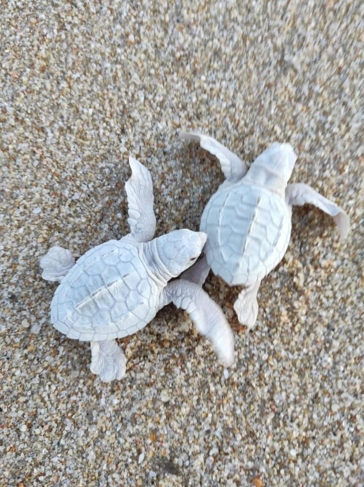 Tortue olivâtre (Lepidochelys olivacea) — espèce similaire