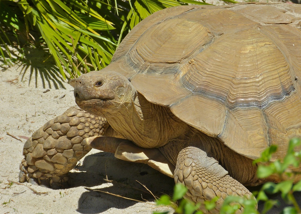 Tortue sillonnée (Centrochelys sulcata) — espèce similaire