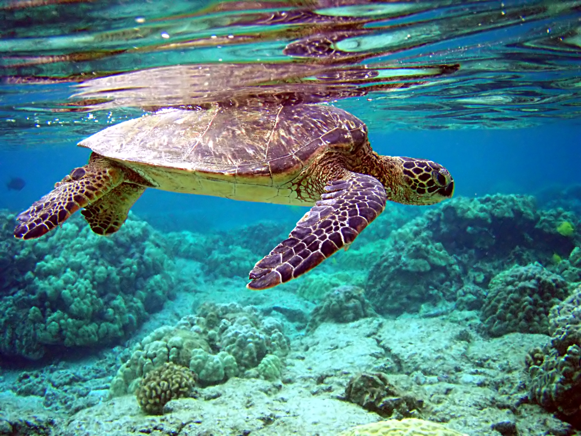 Tortue verte (Chelonia mydas) — espèce similaire