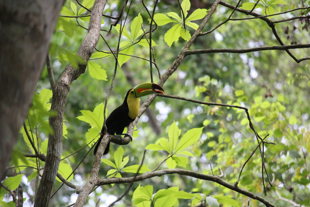 Cassowary (Ramphastos sulfuratus) — espèce marine DUNE