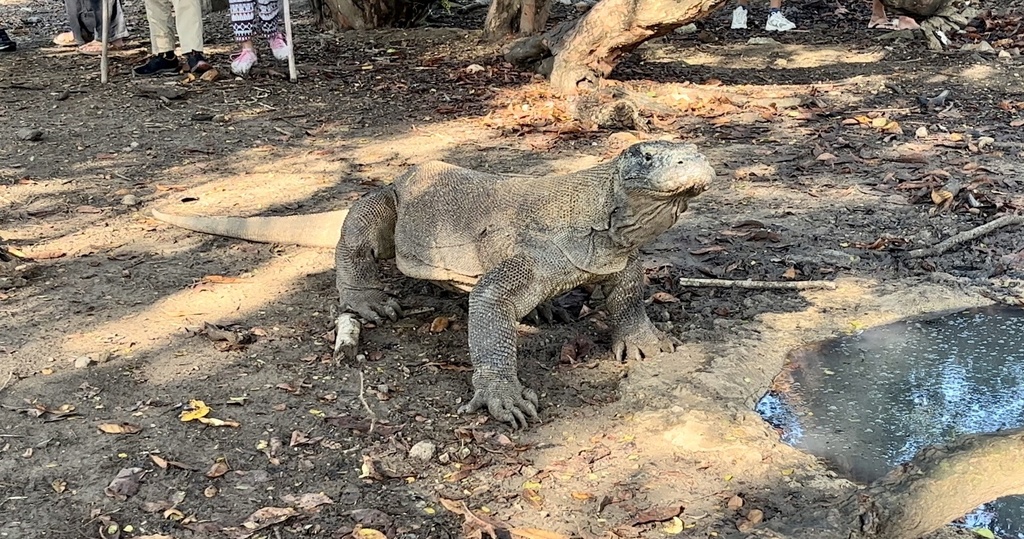 Komodo Dragon (Varanus komodoensis) — espèce marine DUNE
