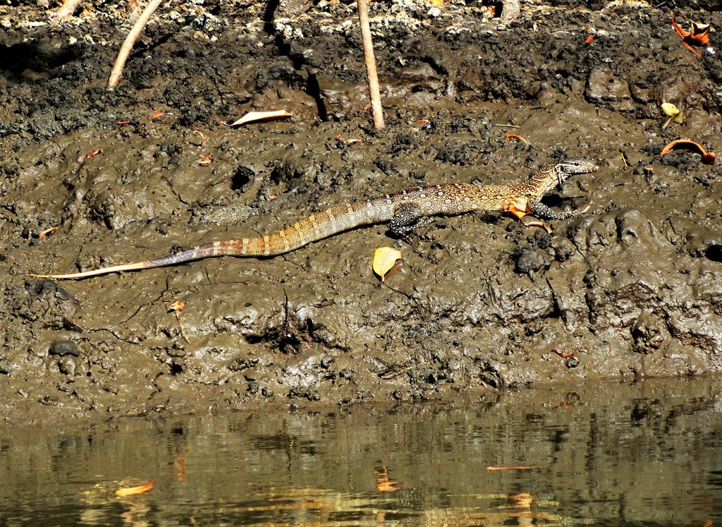 Nile Monitor (Varanus niloticus) — espèce marine DUNE