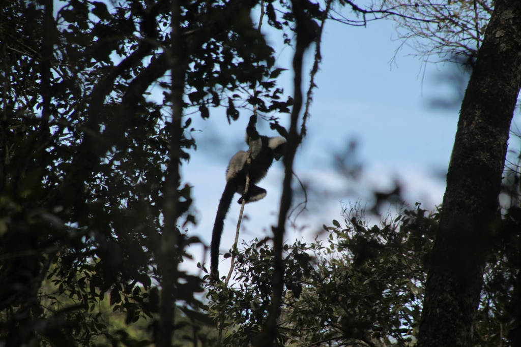 Black and White Ruffed Lemur (Varecia variegata) — espèce marine DUNE