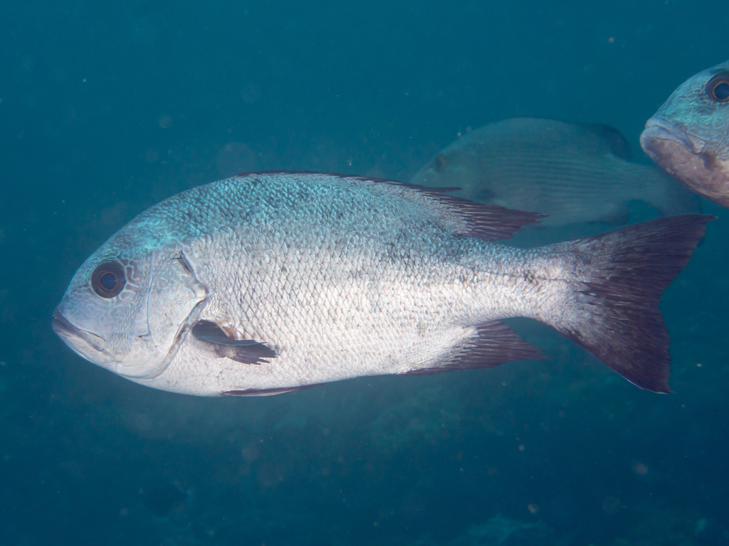 Goby (Macolor niger) — espèce marine DUNE