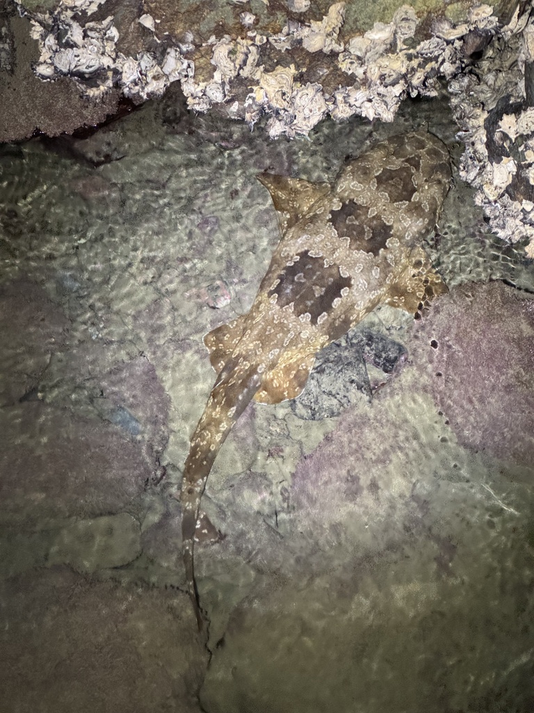 Wobbegong (Orectolobus maculatus) — espèce marine DUNE