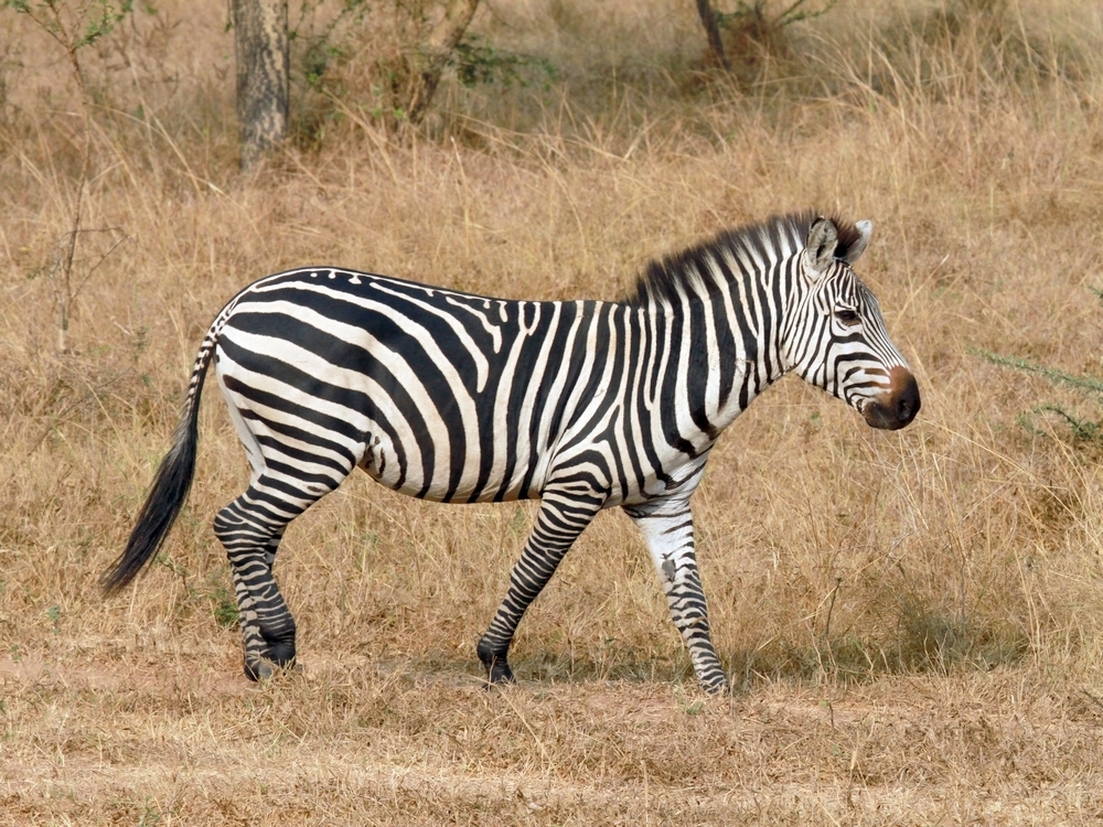 Plains Zebra (Equus quagga) — espèce marine DUNE