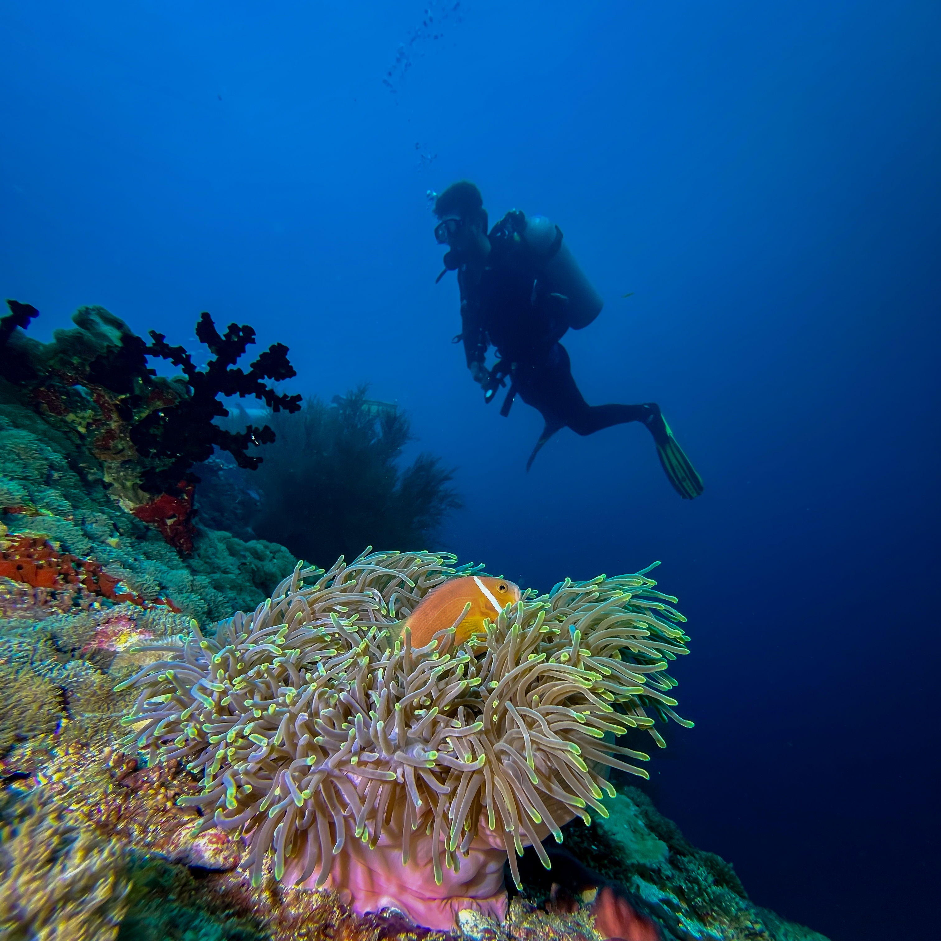 Grand South Maldives: Untouched Diving Paradise