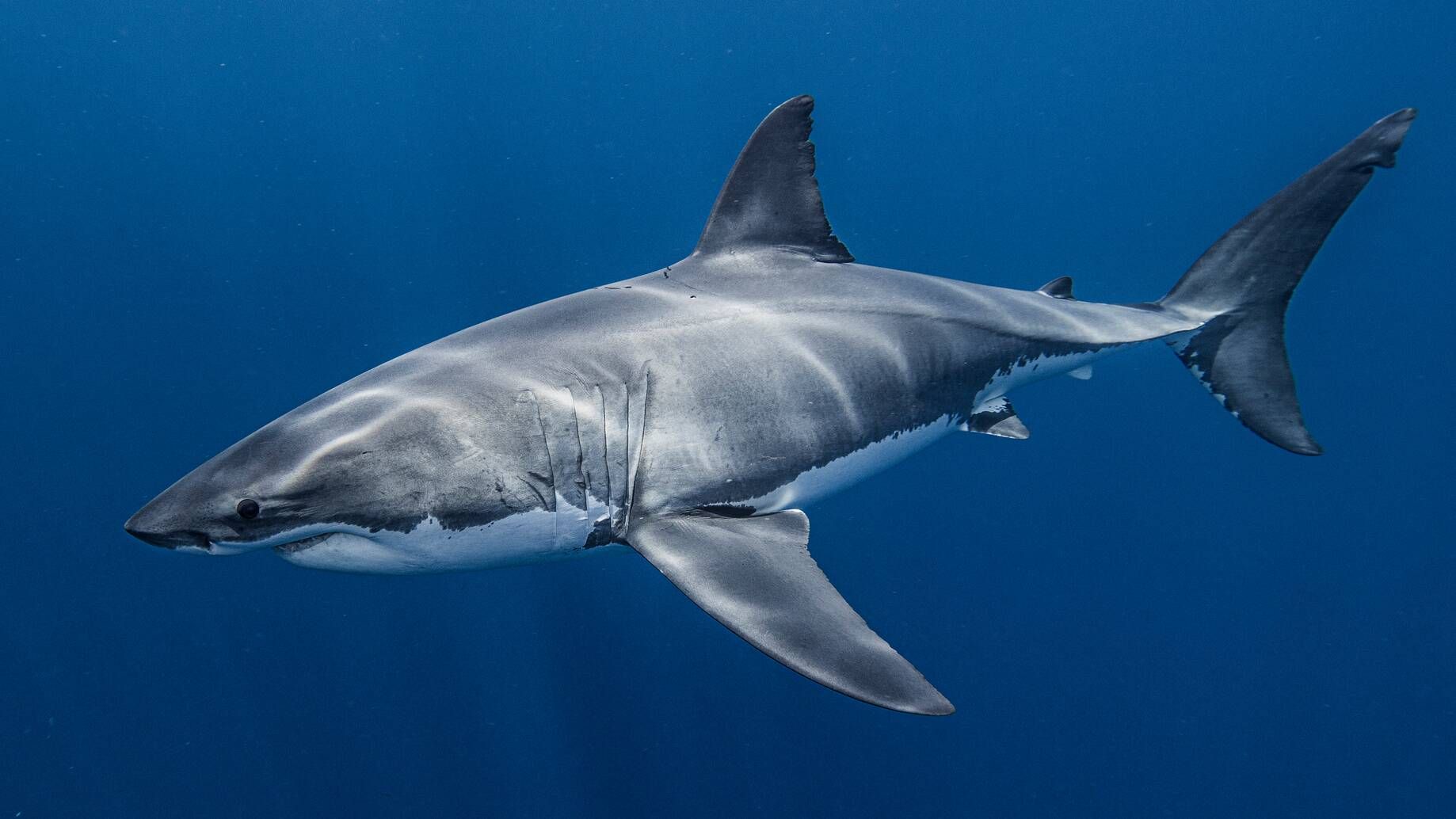 Great White Shark (Carcharodon carcharias) — espèce marine DUNE