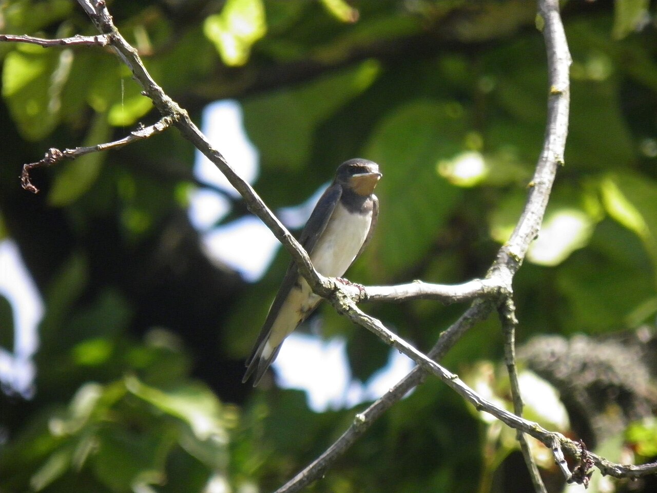 Hirondelle