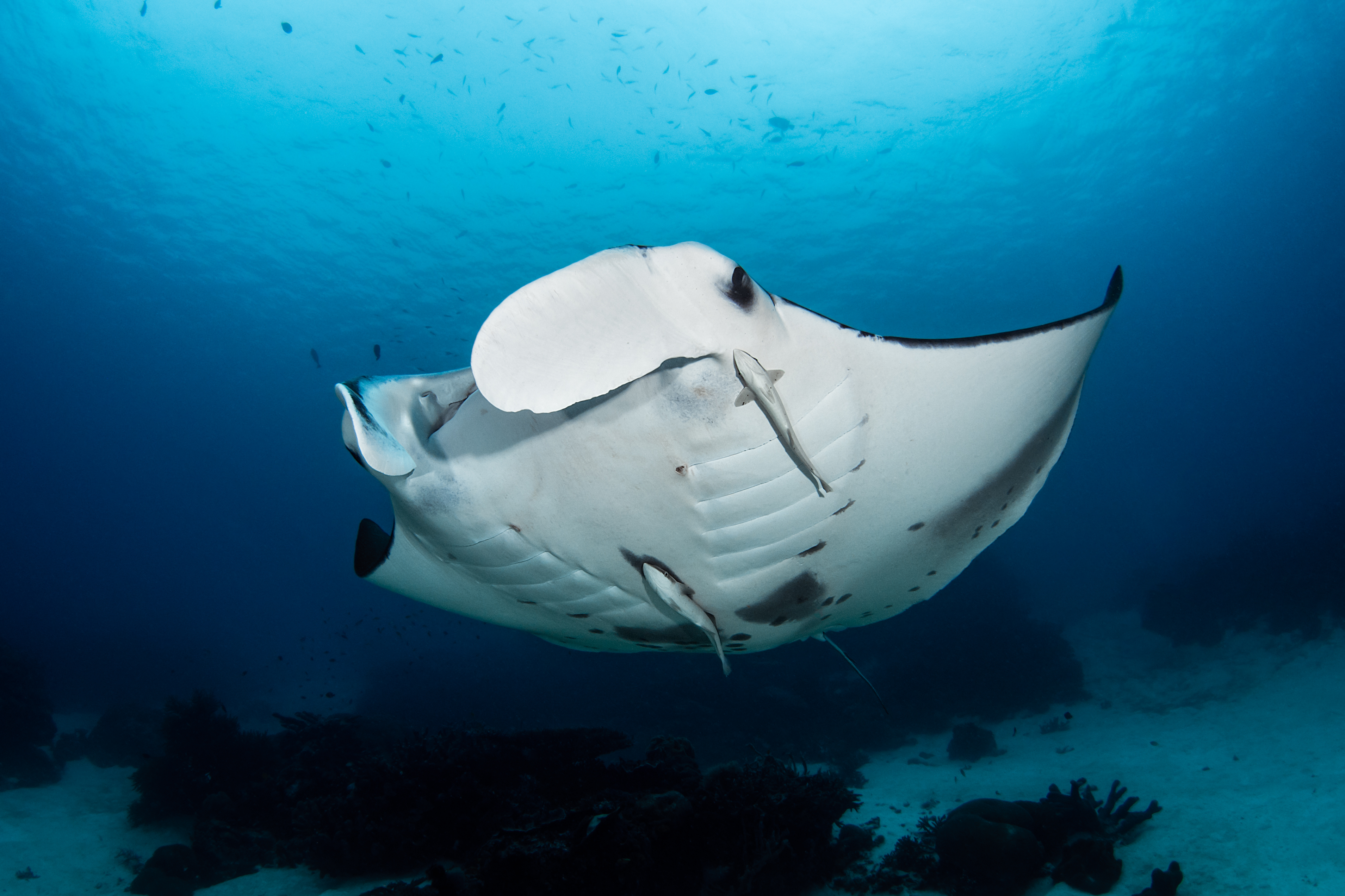 Indonesia Liveaboard Routes: Which to Choose?