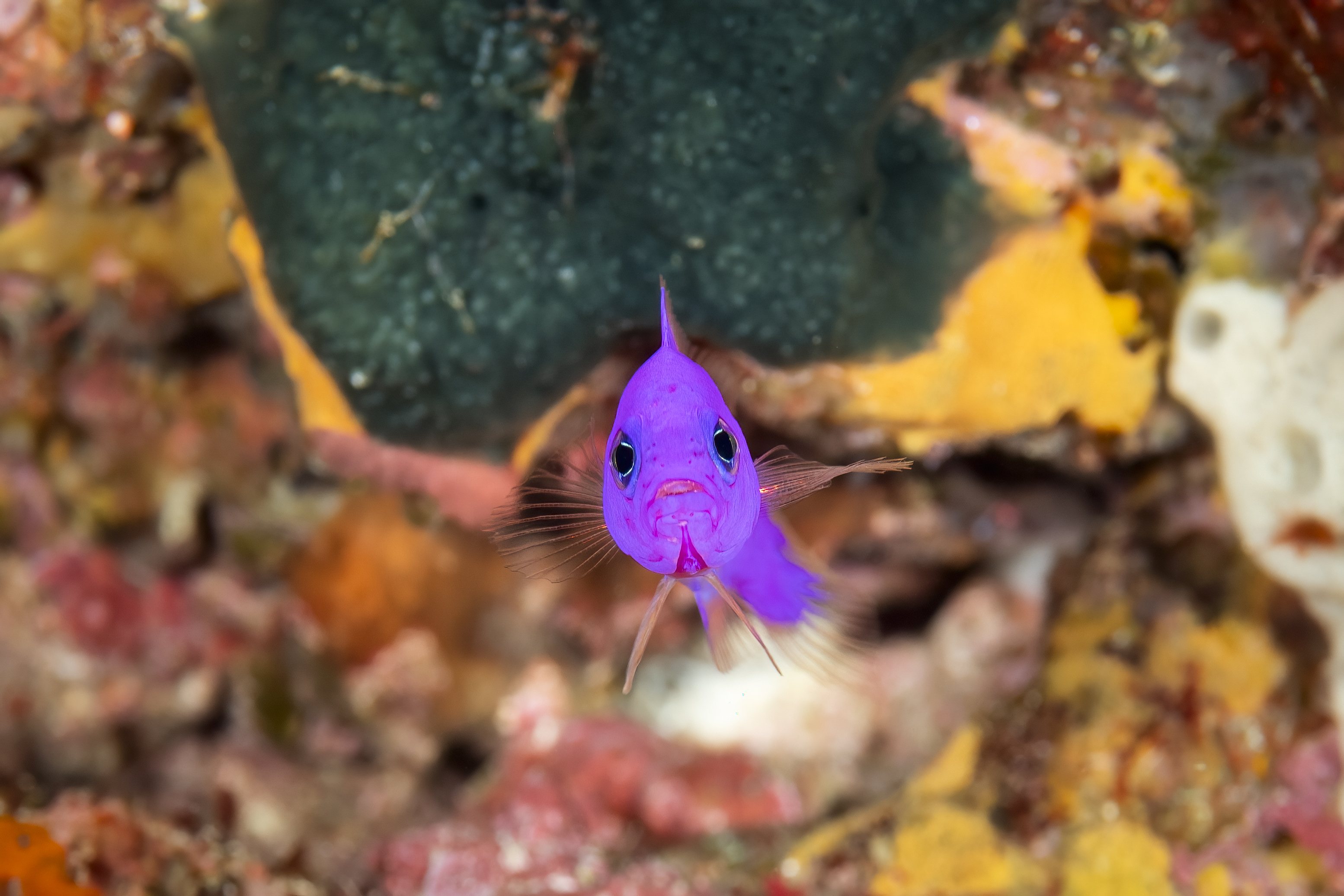 Komodo Diving: Manta Rays & Drift Dives