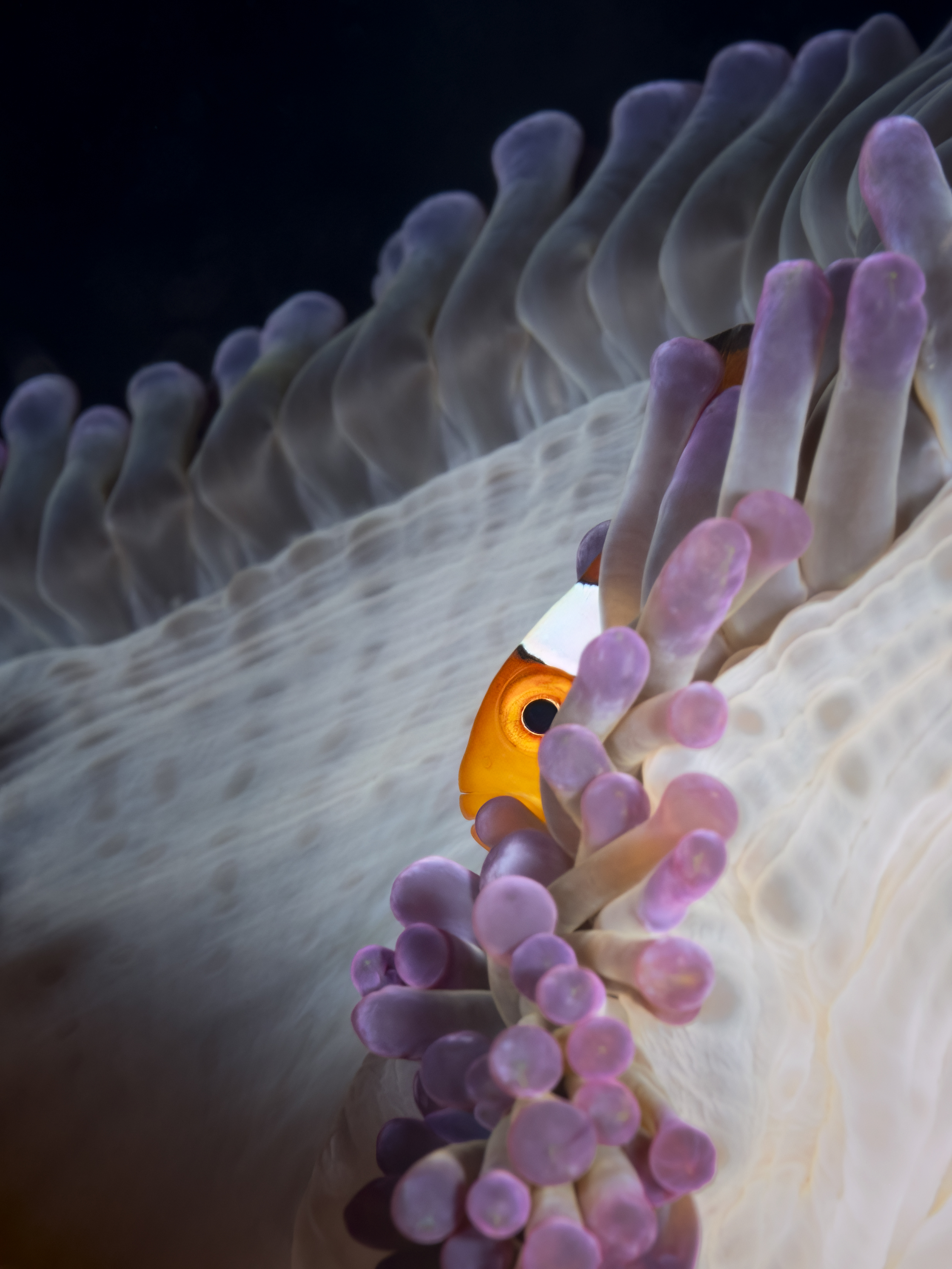 Komodo Dragon & Diving: The Complete Komodo Guide