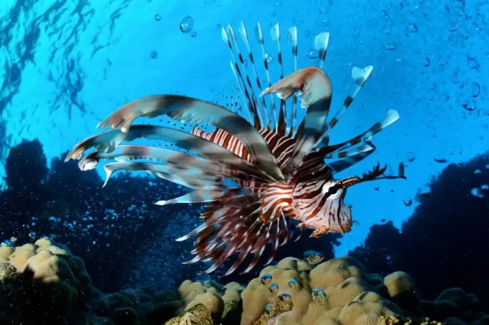 <p class="p1"><i>Découvrez notre croisière</i></p>