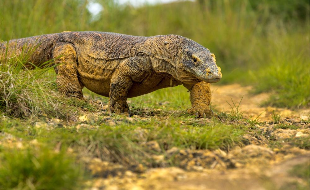 Plongée à Komodo : une destination sauvage entre courants et biodiversité