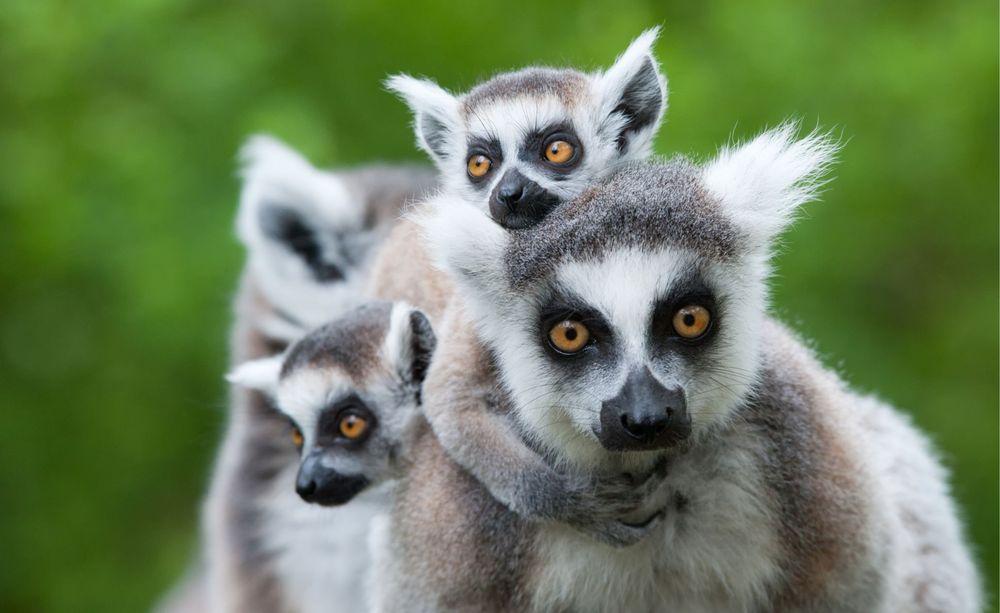 Plongée à Madagascar : biodiversité sauvage et rencontres exceptionnelles