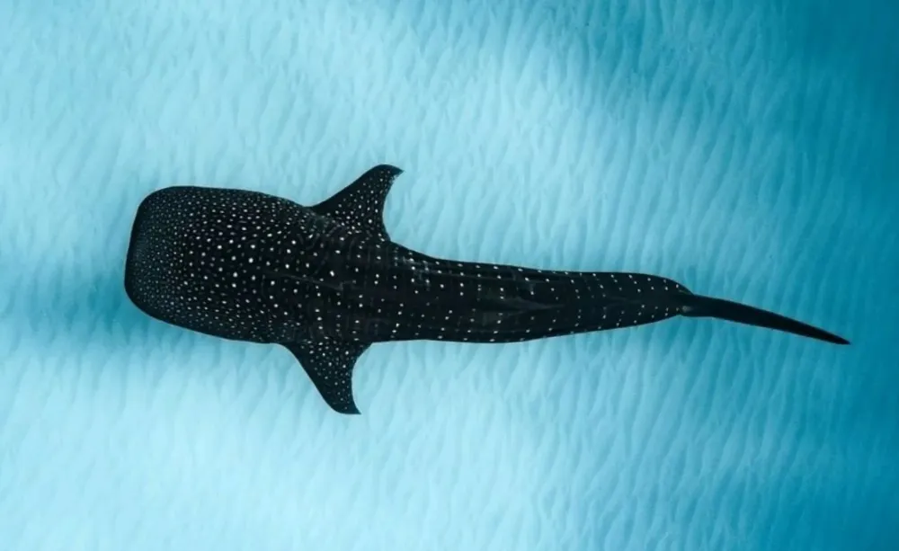 Nager avec le requin-baleine aux Maldives : une expérience unique avec DUNE