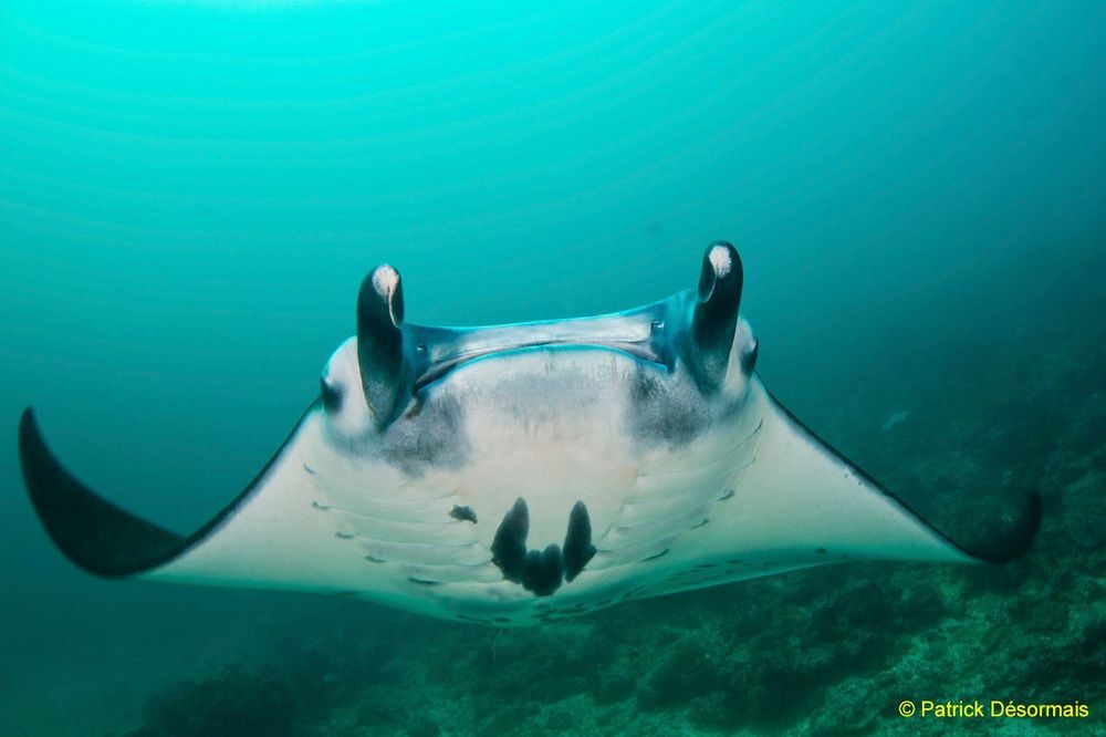 <p class="p1"><span class="s1">Plongée à Komodo : Rencontrez-y les dragons !</span></p>