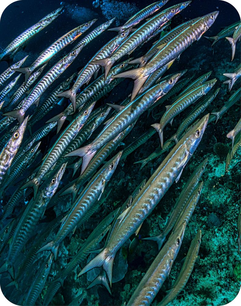 <p class="p1"><span class="s1">Plongez à Minorque sur des spots spectaculaires !</span></p>