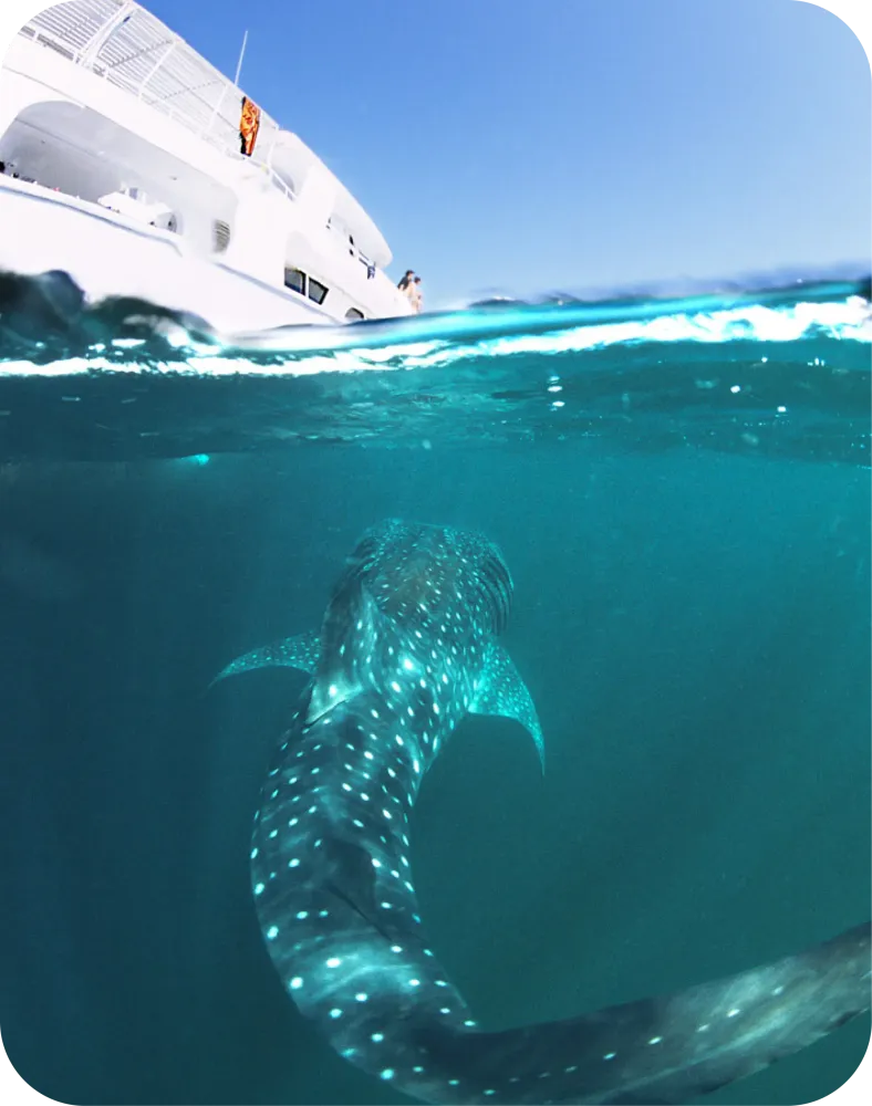 <p class="p1"><span class="s1">La plongée à Djibouti : les 7 frères et la Baie de Tadjourah</span></p>