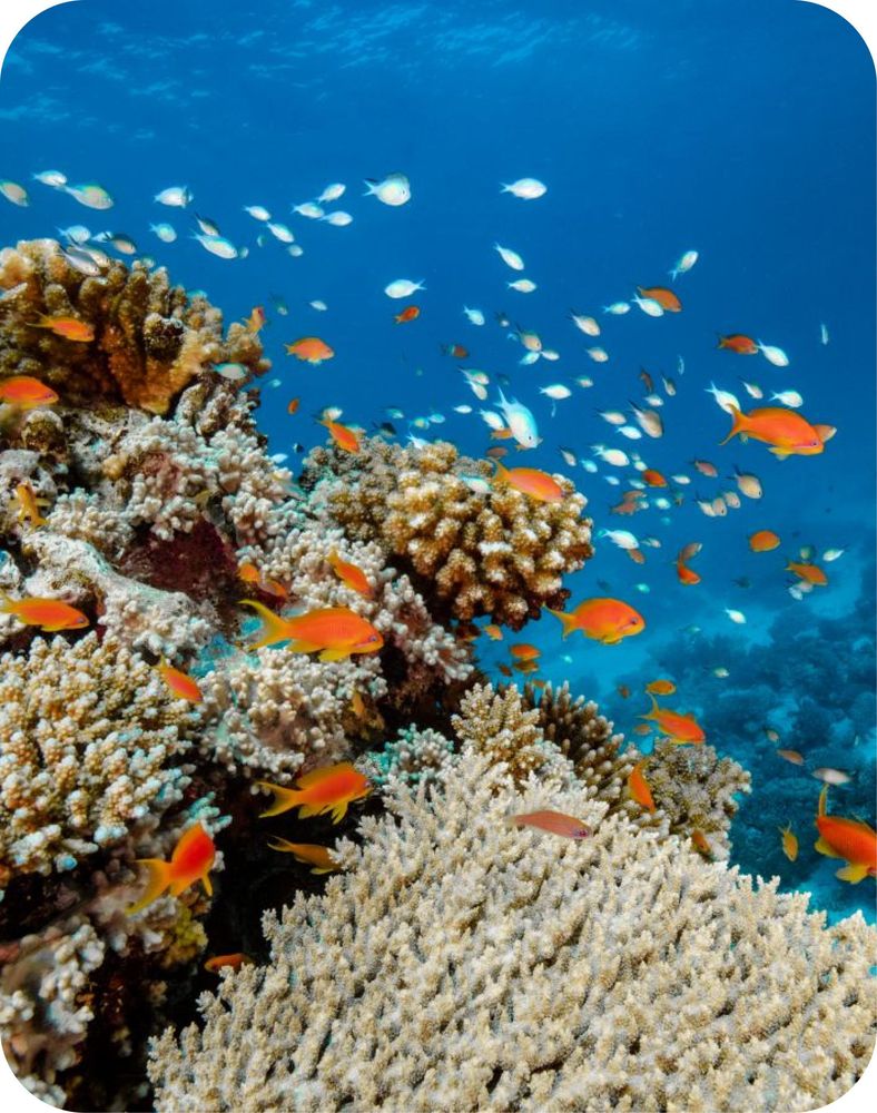 <p><span style="white-space:pre-wrap;">Plongée en Egypte : le meilleur de la mer Rouge !</span></p>