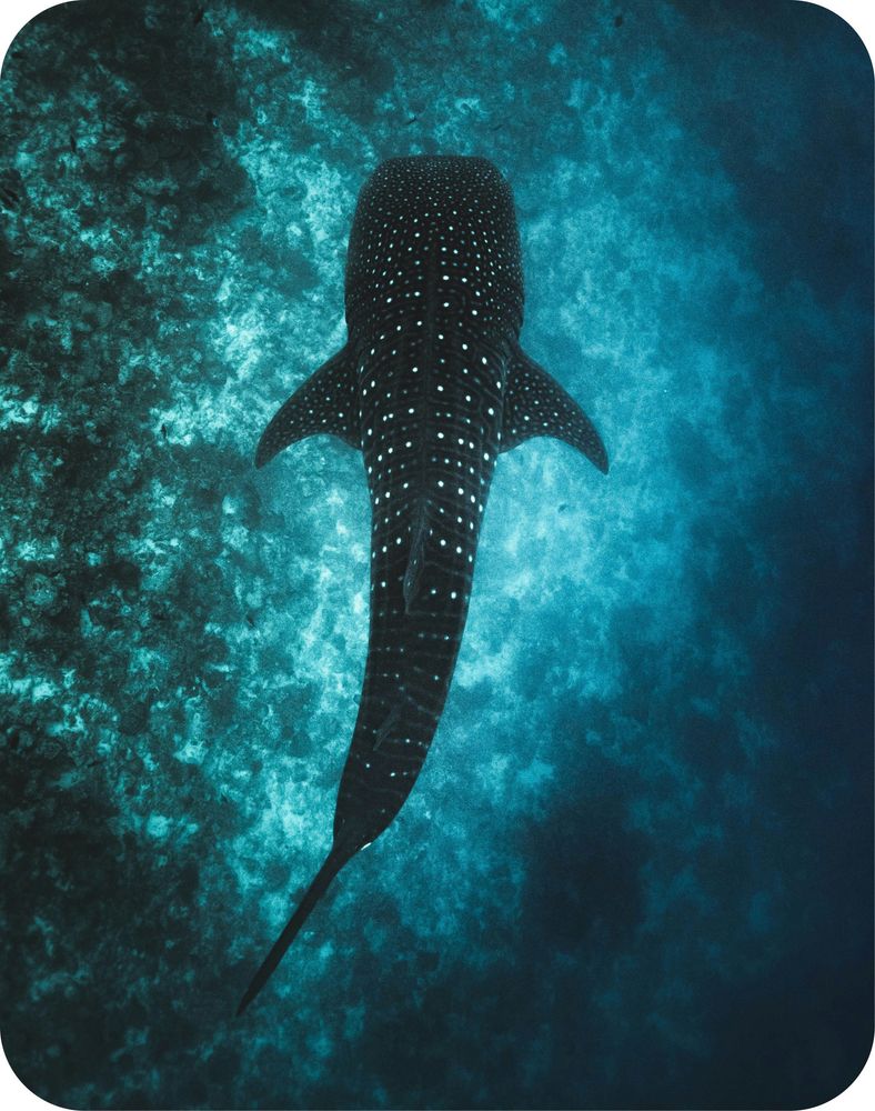 <p class="p1"><span class="s1">Plongée en Arabie Saoudite : le trésor caché du Golfe</span></p>