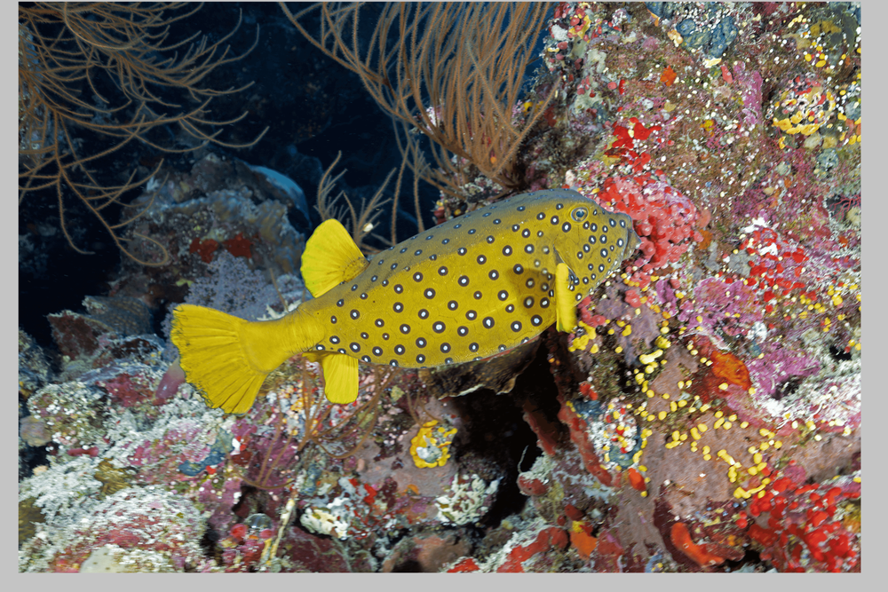 <p class="p1"><i>Une croisière plongée en Arabie Saoudite aux Five Corals &amp; Seven Sisters.</i></p>