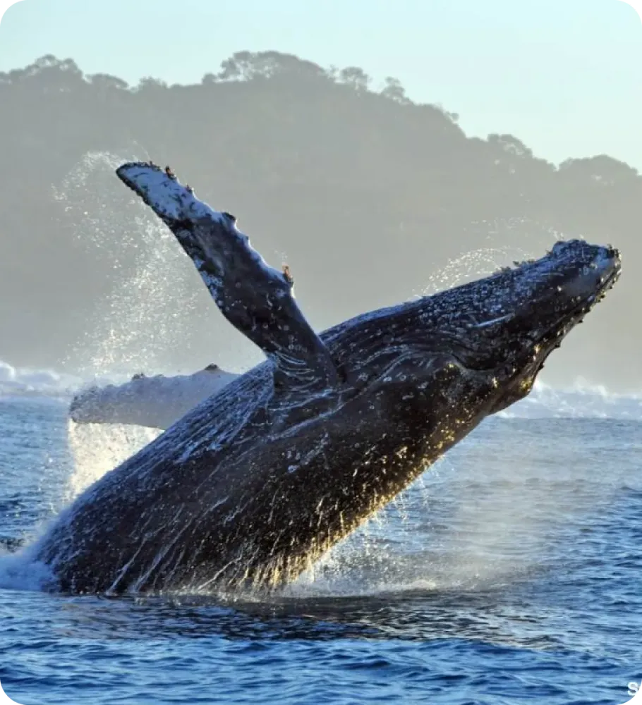 <p style="-webkit-text-stroke-width:0px;caret-color:rgb(0, 0, 0);color:rgb(0, 0, 0);font-style:normal;font-variant-caps:normal;font-weight:400;letter-spacing:normal;orphans:2;text-align:start;text-decoration-line:none;text-decoration-style:solid;text-decoration-thickness:auto;text-indent:0px;text-transform:none;white-space:normal;widows:2;word-spacing:0px;" data-start="145" data-end="191"><strong data-start="145" data-end="191">Explorer, ressentir, s’immerger pleinement</strong></p>