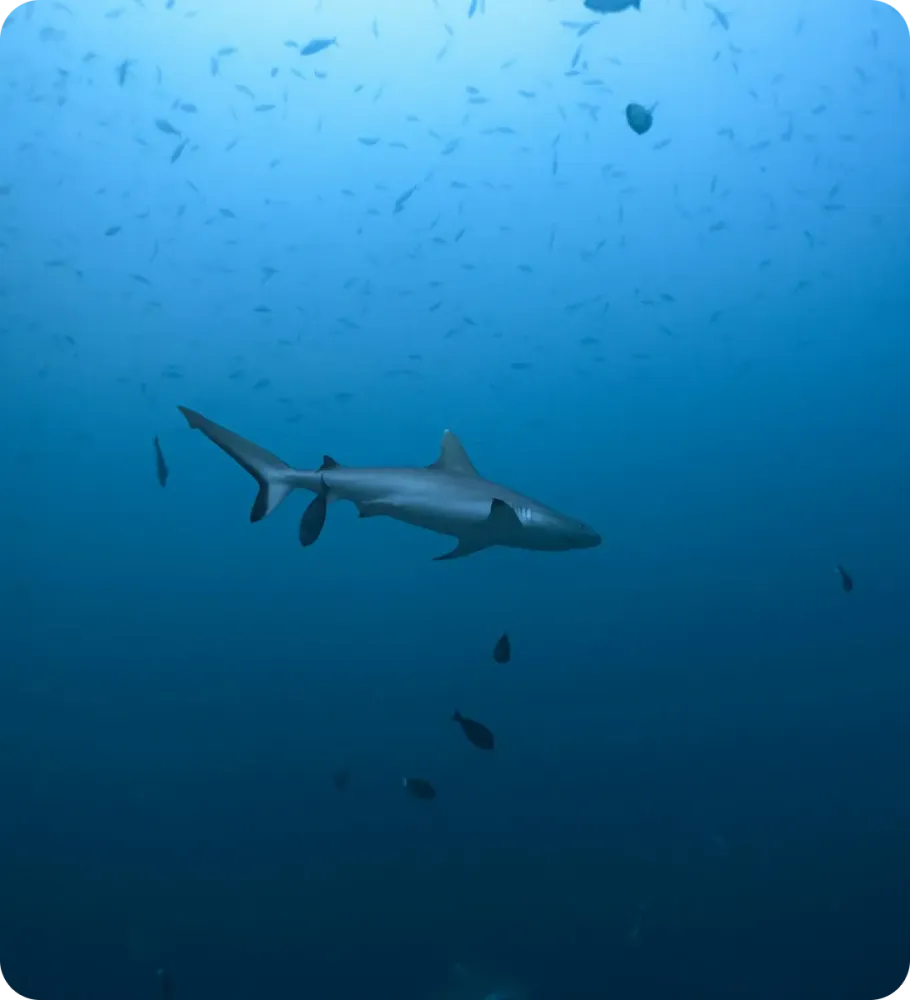 <p class="p1"><i>Découvrez notre croisière</i></p>