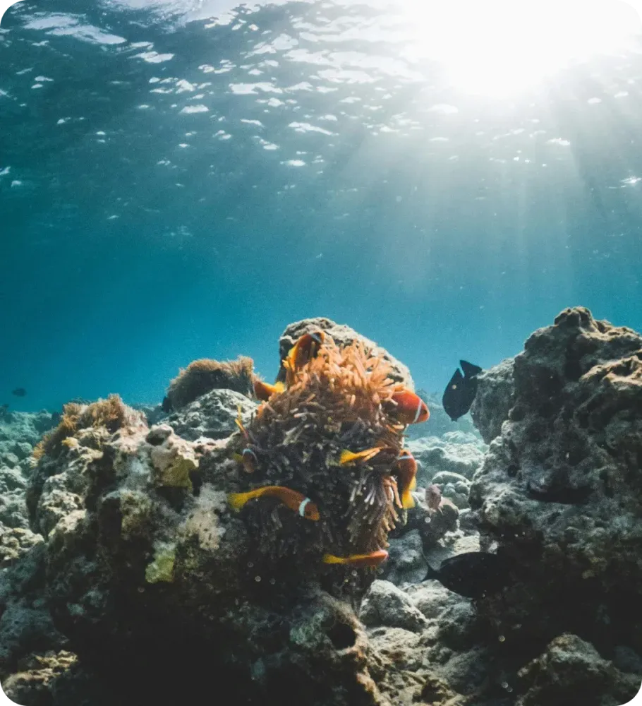 <p>Voyage plongée en Océan Indien : Madagascar, Maldives</p>