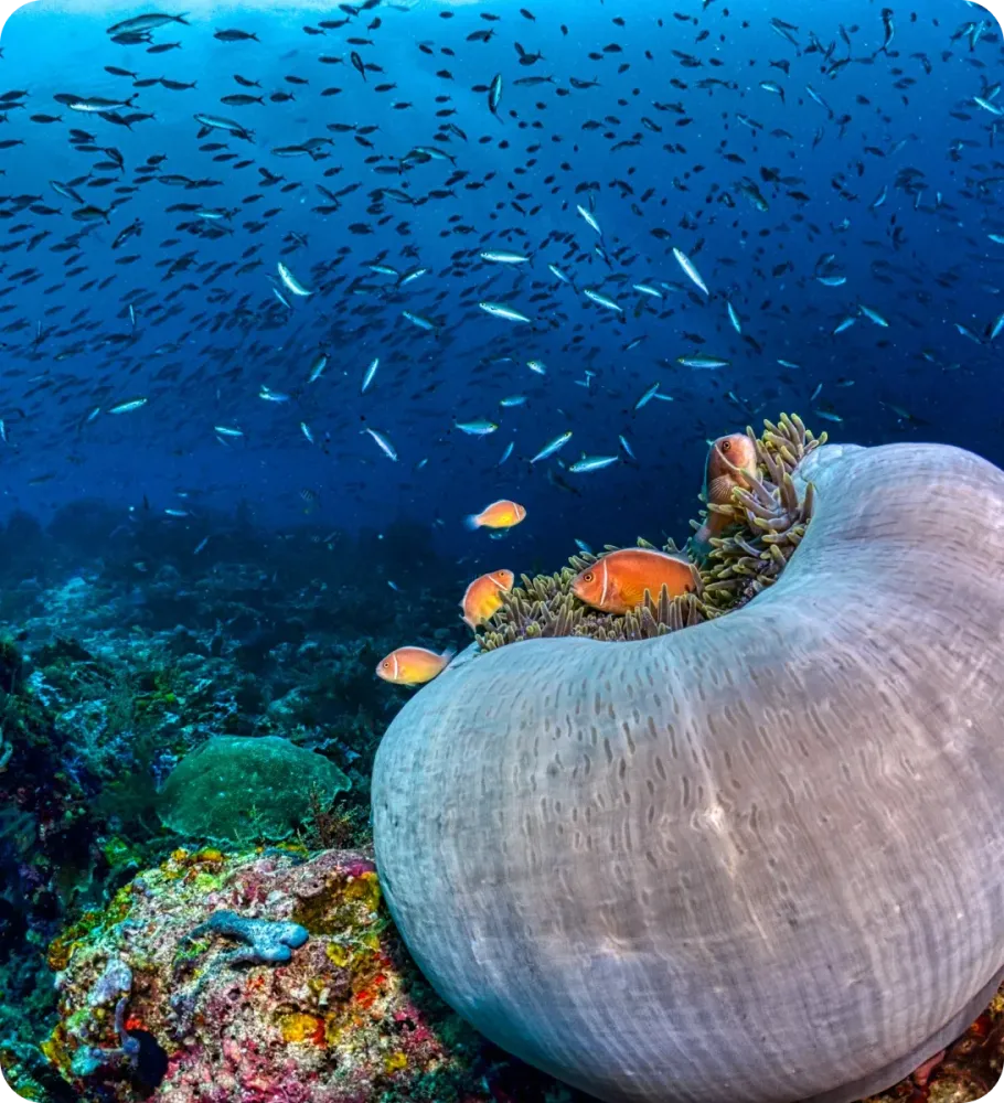 <p class="p1"><i>Découvrez notre croisière</i></p>