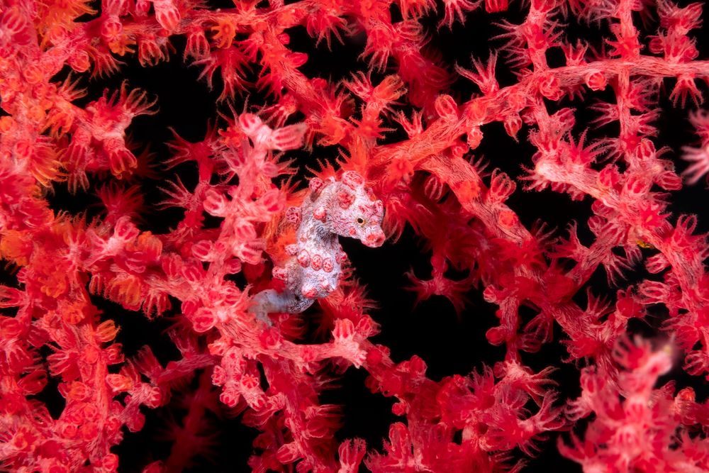 <p class="p1"><span class="s1">Plongée aux Raja Ampat: Chapelet d'îles à la couleur émeraude</span></p>