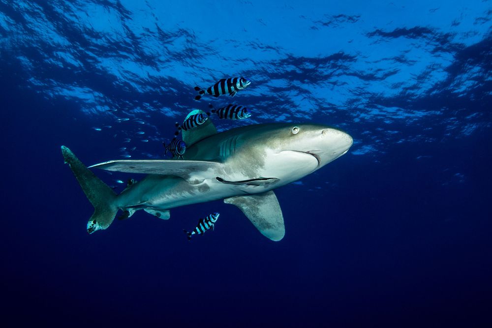 Shark Education : plonger avec les requins en Égypte avec DUNE