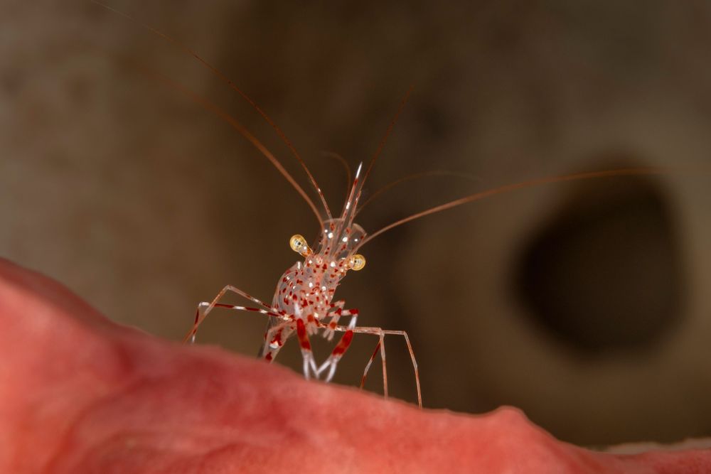 <p class="p1">Plongée à Alor, Banda Sea, Maluku: en terre inconnue !</p>